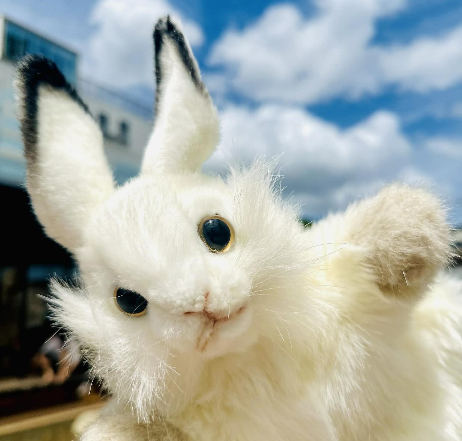 熱海の白うさぎ